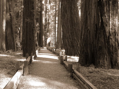 redwood-path